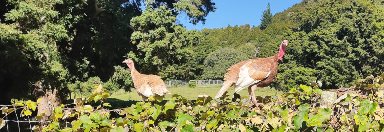 The turkeys discovered the grapes and are going for it